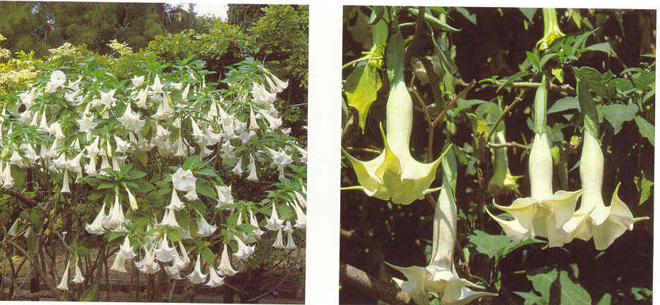 datura1.jpg
