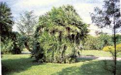 Palmiers