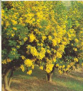 mimosa3.jpg