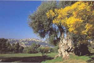 Découverte du Pays Grassois