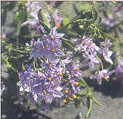 solanumjasminoides.jpg