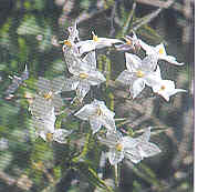 solanumjasminoidesalba.jpg